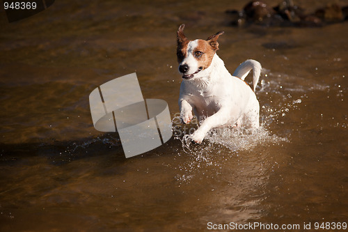 Image of Playful Jack Russell Terrier Dog Playing in Water