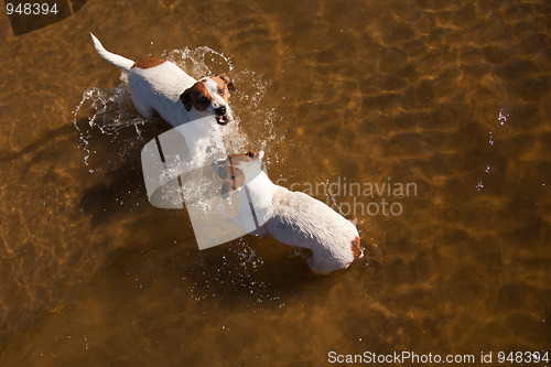 Image of Playful Jack Russell Terrier Dogs Playing in the Water