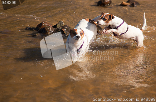 Image of Playful Jack Russell Terrier Dogs Playing in the Water