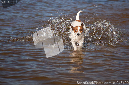 Image of Playful Jack Russell Terrier Dog Playing in Water