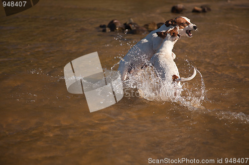 Image of Playful Jack Russell Terrier Dogs Playing in the Water