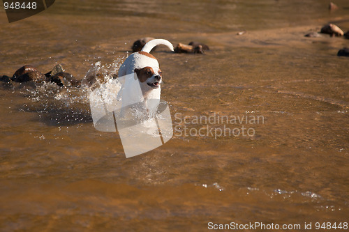 Image of Playful Jack Russell Terrier Dog Playing in Water