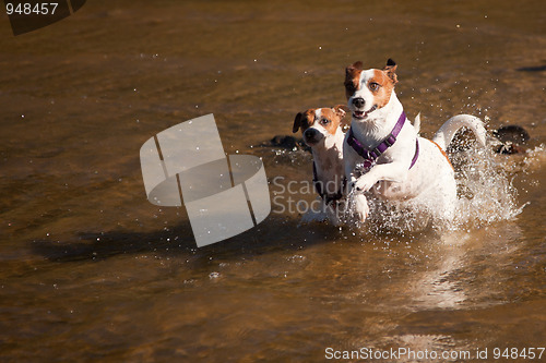 Image of Playful Jack Russell Terrier Dogs Playing in the Water