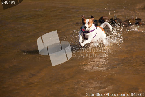 Image of Playful Jack Russell Terrier Dog Playing in Water