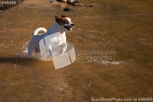 Image of Playful Jack Russell Terrier Dog Playing in Water