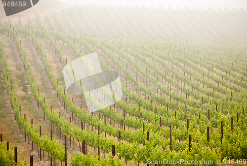 Image of Beautiful Lush Grape Vineyard in The Morning Sun and Mist