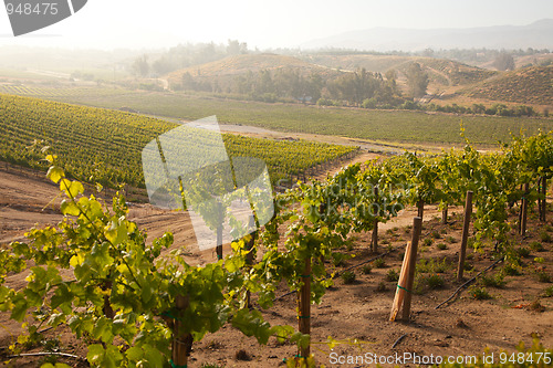 Image of Beautiful Lush Grape Vineyard in The Morning Sun and Mist