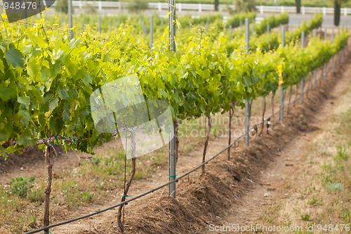 Image of Beautiful Lush Grape Vineyard in The Morning Sun and Mist