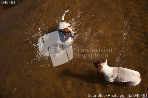 Image of Playful Jack Russell Terrier Dogs Playing in the Water