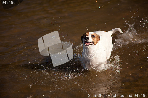 Image of Playful Jack Russell Terrier Dog Playing in Water