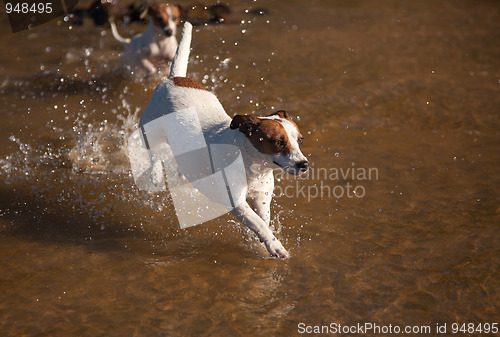 Image of Playful Jack Russell Terrier Dogs Playing in the Water