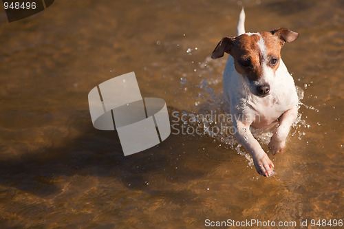 Image of Playful Jack Russell Terrier Dog Playing in Water