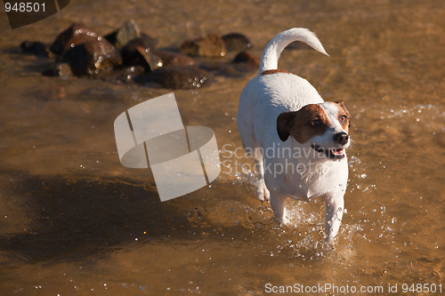 Image of Playful Jack Russell Terrier Dog Playing in Water