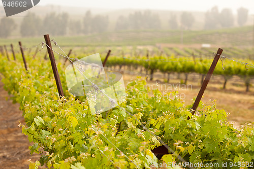 Image of Beautiful Lush Grape Vineyard in The Morning Sun and Mist