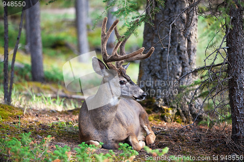 Image of White Tail Deer Resting