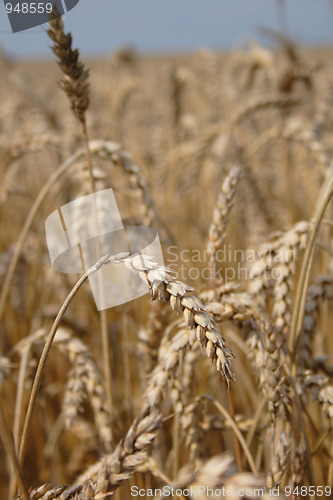 Image of golden corn