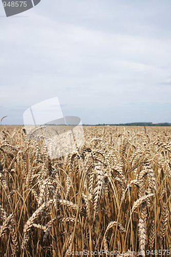 Image of golden corn