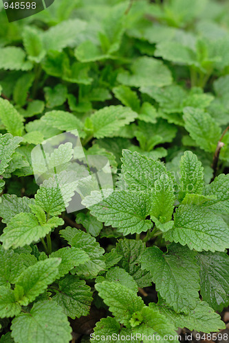 Image of sweet mint
