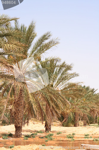 Image of oasis in the desert 