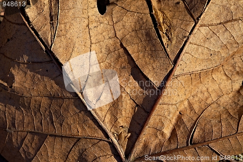 Image of Leaf