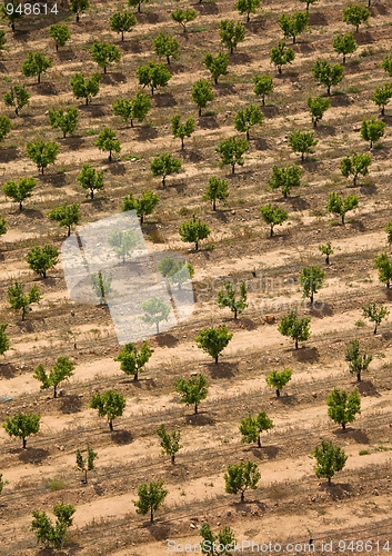 Image of Plantation