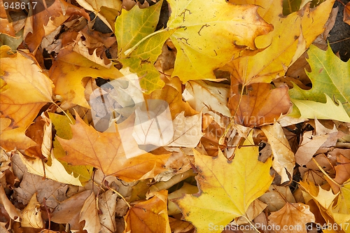 Image of Leaves