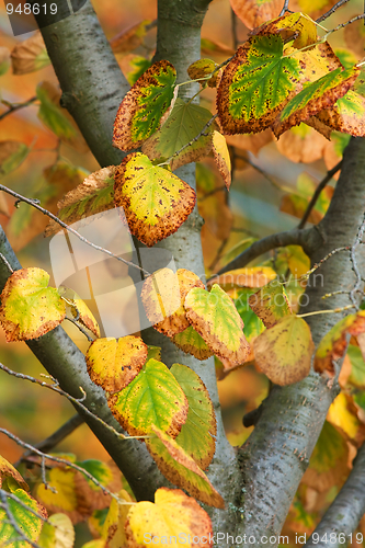 Image of Leaves