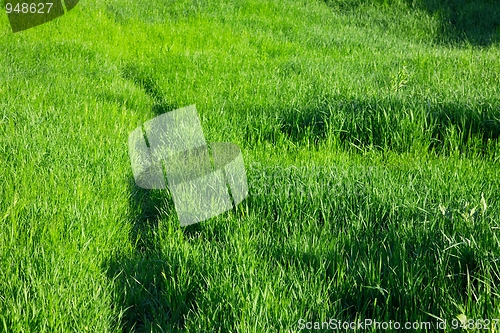 Image of Grass