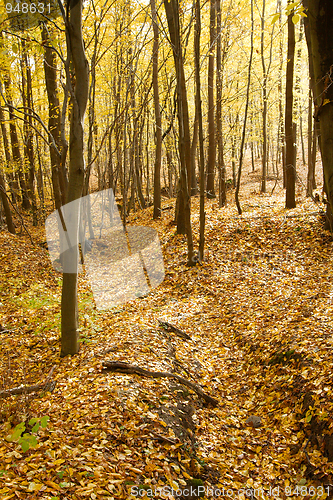 Image of Autumn Forest