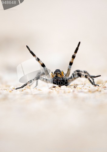 Image of Spider