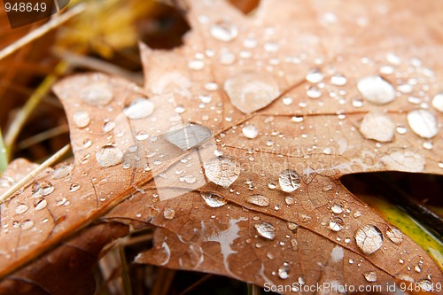 Image of Autumn Leaves