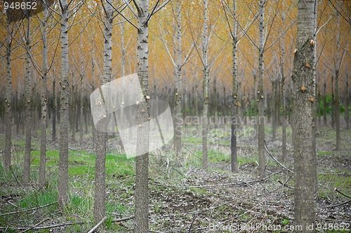 Image of Forest