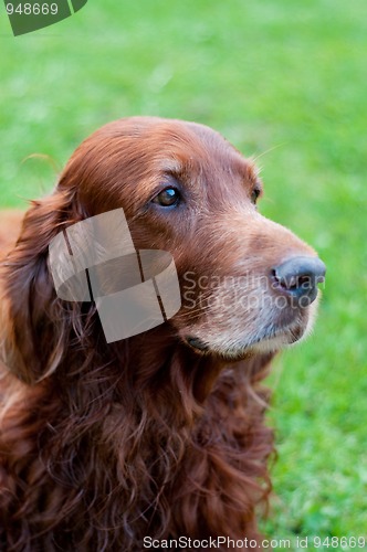 Image of Irish setter