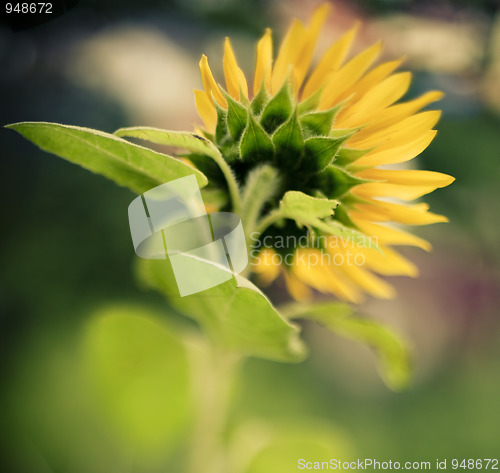 Image of Sunflower