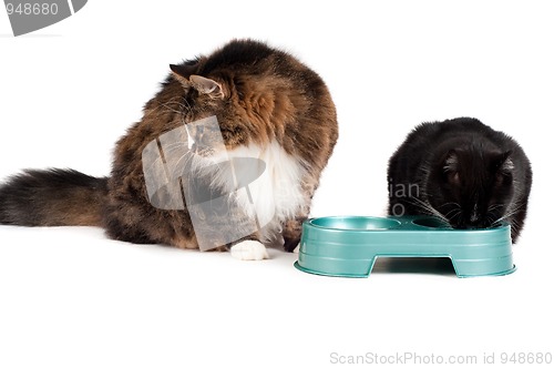 Image of Cats eating