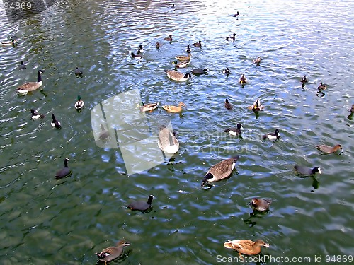 Image of Flock of ducks