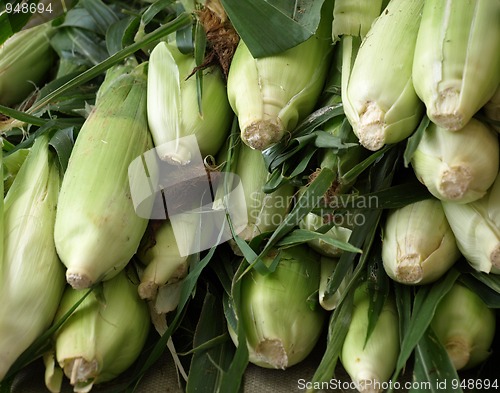 Image of Corn