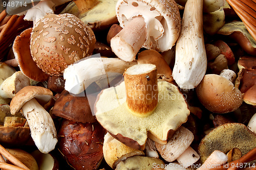 Image of detail of fresh autumn mushroom