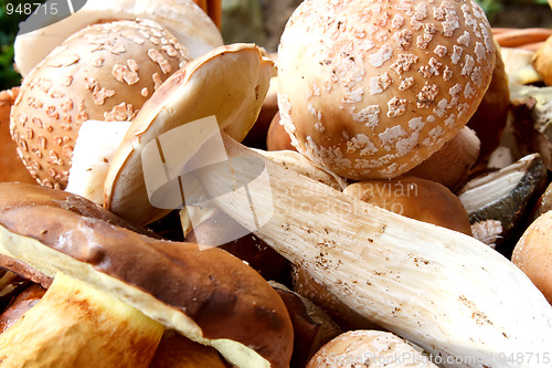 Image of detail of fresh autumn mushroom