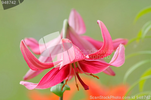 Image of Pink lilly