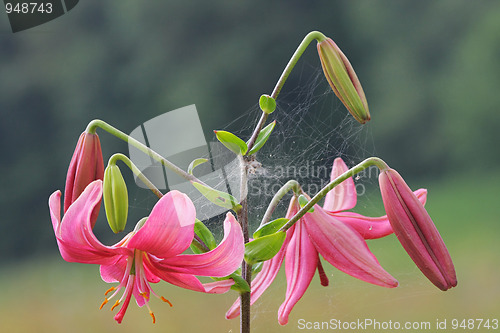 Image of Pink lilly