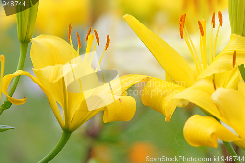 Image of Yellow lilly