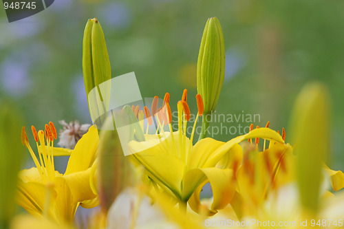 Image of Yellow lilly