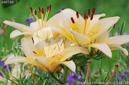 Image of Beige lilly