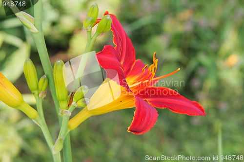 Image of Multi-coloured lilly