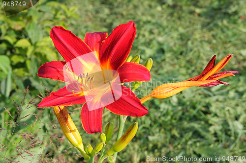 Image of Multi-coloured lilly