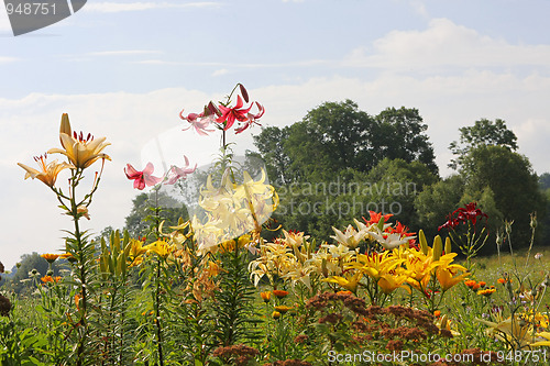 Image of Multi-coloured lillies