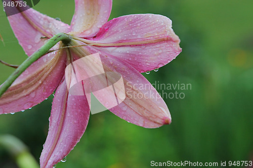 Image of Pink lilly