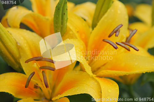 Image of Yellow lillies