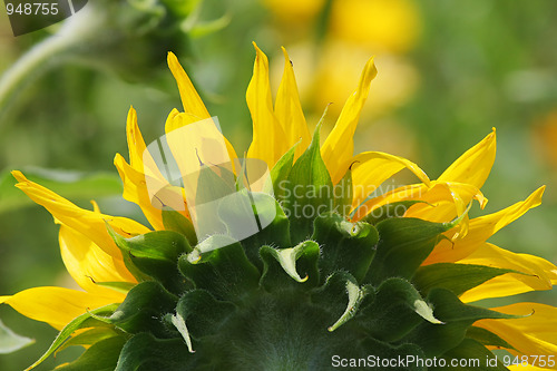 Image of Sunflower